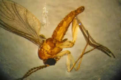 Estado do Rio registra quarta morte por febre do Oropouche